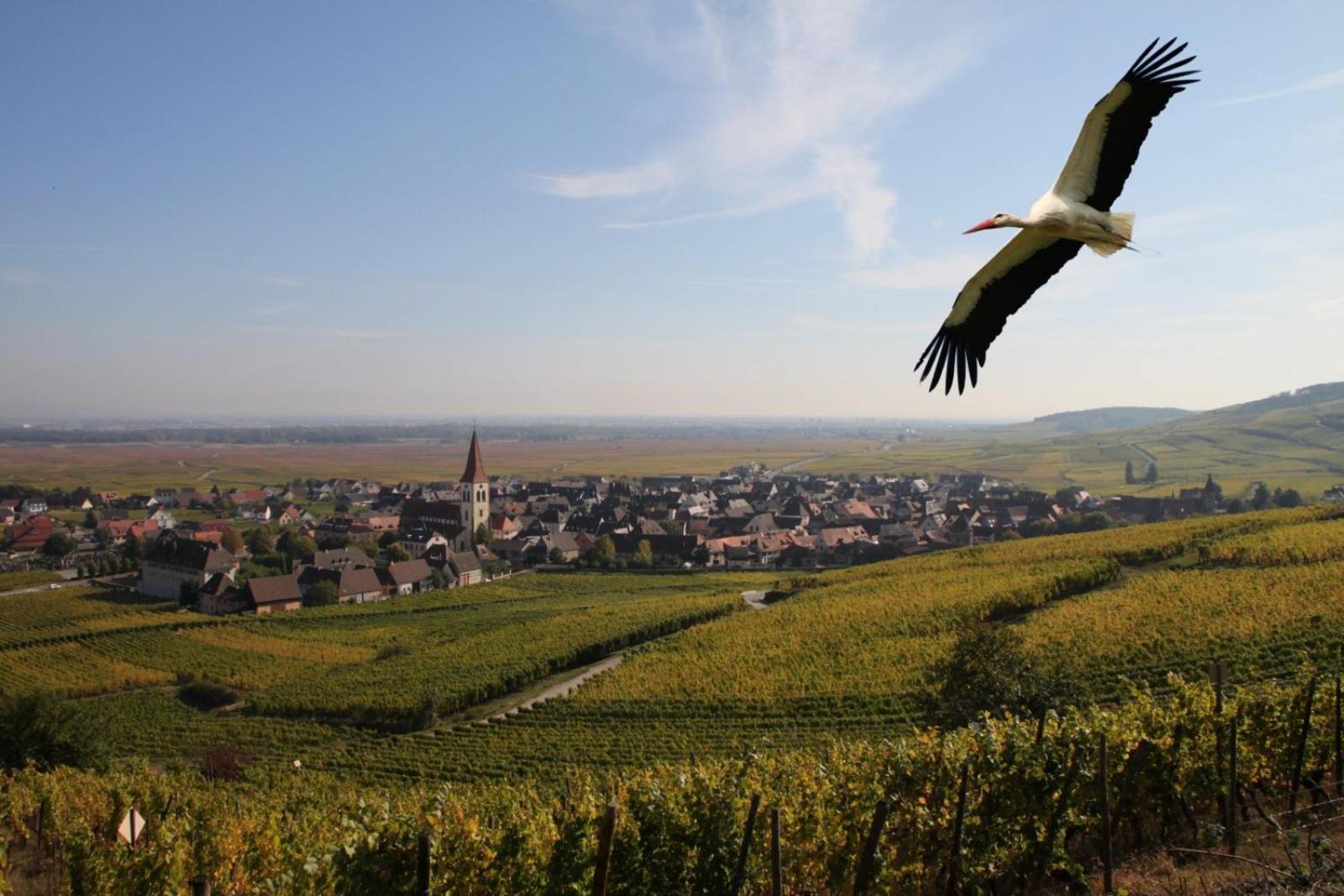 Les Chambres Du Vignoble Ammerschwihr Zewnętrze zdjęcie
